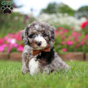 Winston, Mini Bernedoodle Puppy